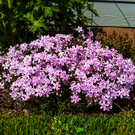 картинка Флокс Candy Stripes 