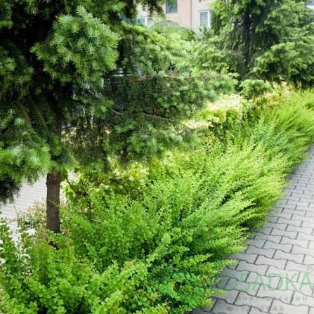 картинка Барбарис Тунберга Green Carpet (Грин Карпет) 