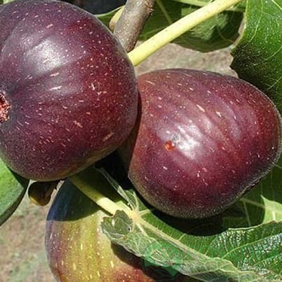 картинка Инжир Рандино 