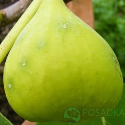 картинка Инжир Крымский 44 