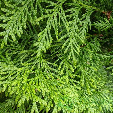 картинка Туя складчатая Гельдерлэнд С5  картинка Туя складчатая Гельдерлэнд С5