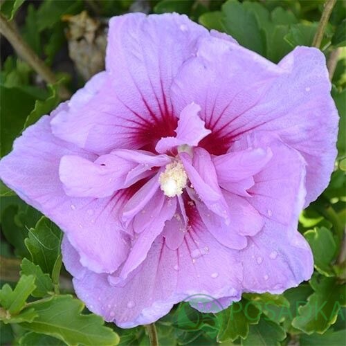 картинка Гибискус сирийский Лавендер Шифон (Lavender Chiffon) 