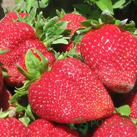 картинка Клубника Сансет Вэлли (кассета) 