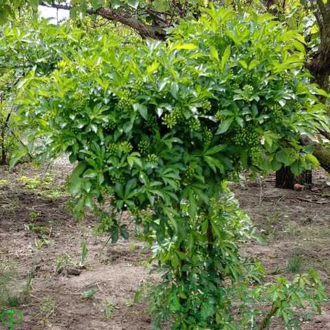 картинка Елеутерокок (canthopanax) 