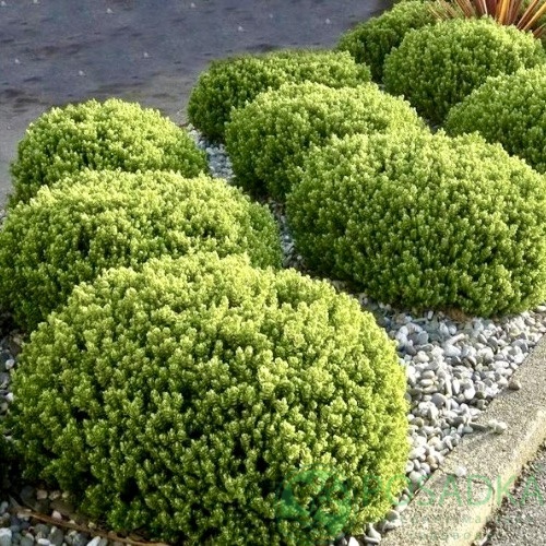 картинка Хебе Topiaria 