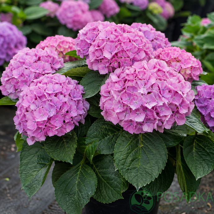 картинка Гортензия крупнолистная Tabletensia Pink 