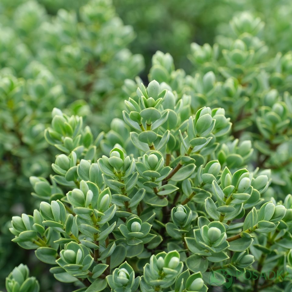 картинка Хебе Topiaria 