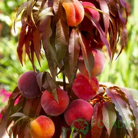 картинка Нектарин колоновидный Краснолистный 