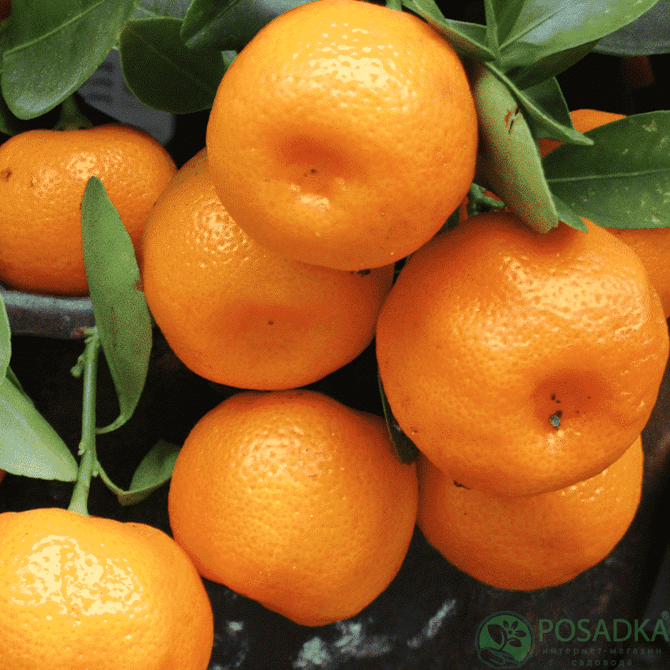 картинка Мандарин Тардиво Чиакулли (контейнер Р14) 