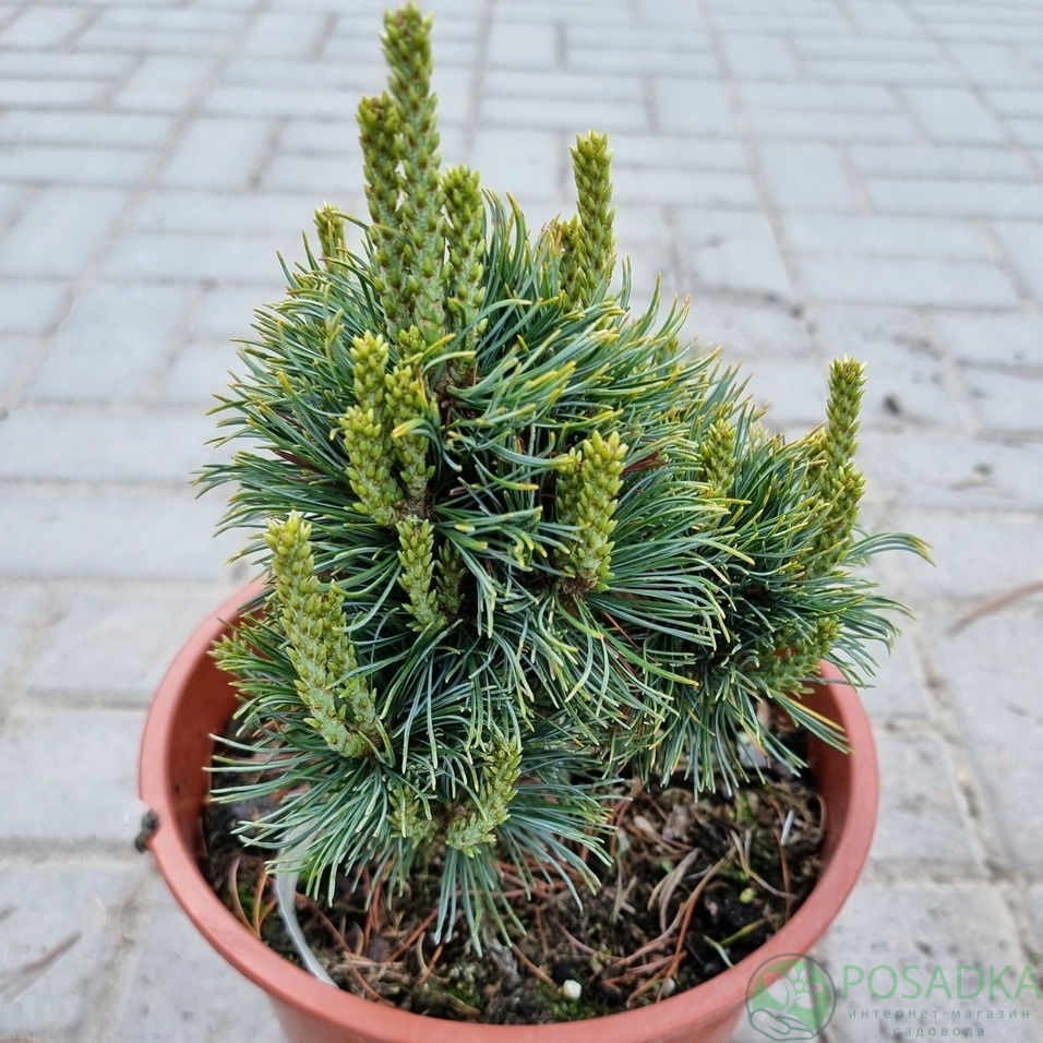 картинка Сосна parviflora Koraku 