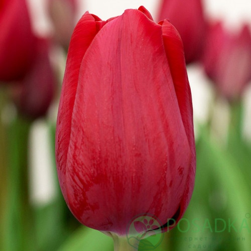 картинка Тюльпан Invader  картинка Тюльпан Invader