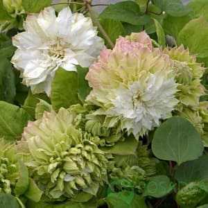 картинка Клематис Midori 