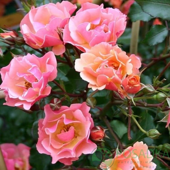 картинка Роза почвопокровная Джаз 