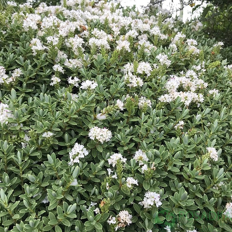 картинка Хебе Topiaria 