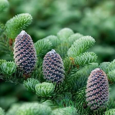 картинка Пихта Фразера (Abies fraseri) 