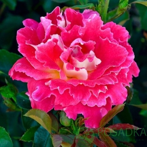 картинка Роза чайно-гибридная Пинк Леди Раффлс 