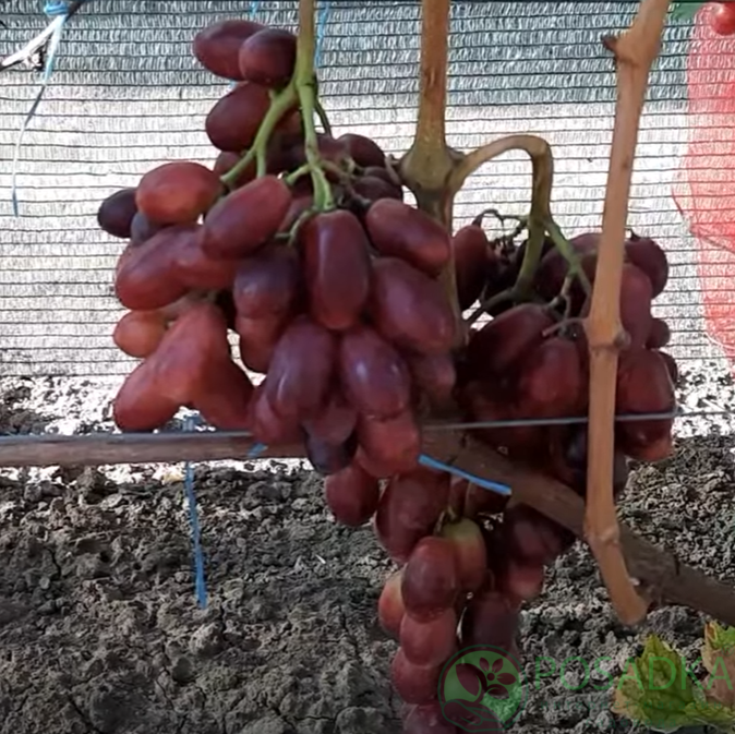 картинка Виноград Шелковичный 