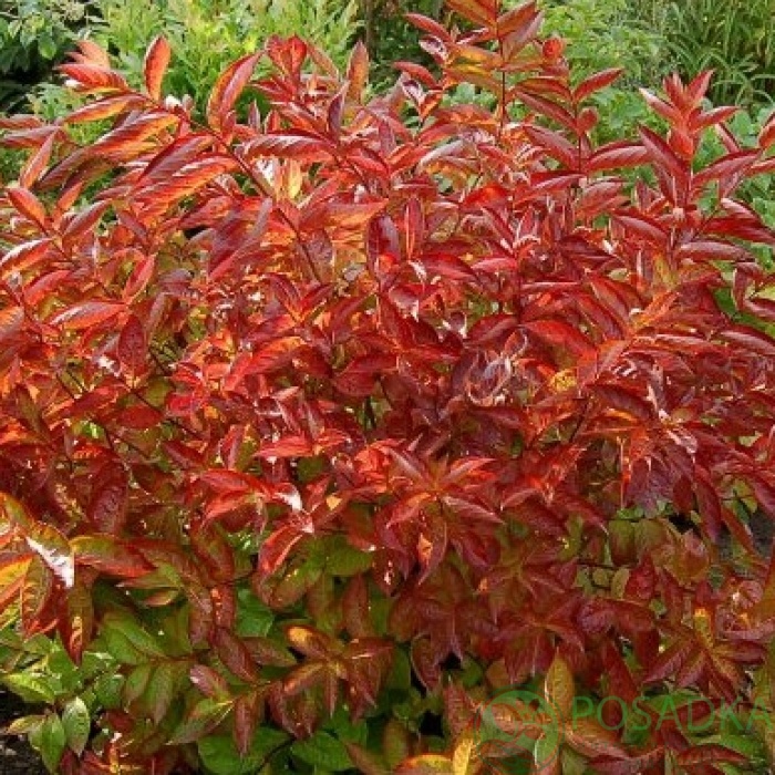 картинка Вейгела Вингс оф Файер  картинка Вейгела Вингс оф Файер