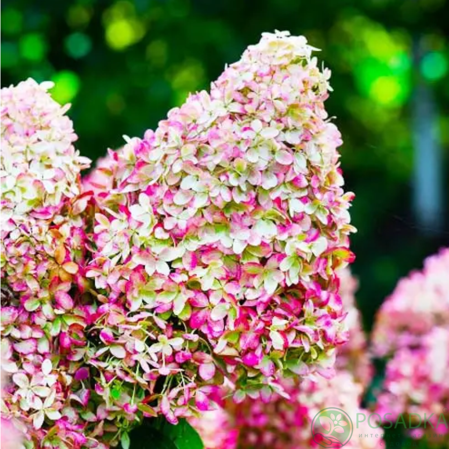 картинка Гортензия метельчатая «Living Royal Flower» (Ливинг Роял Флауэр) 
