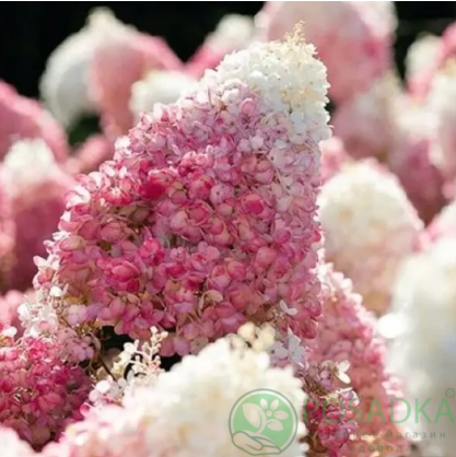 картинка Гортензия на штамбе Living Strawberry Blossom 