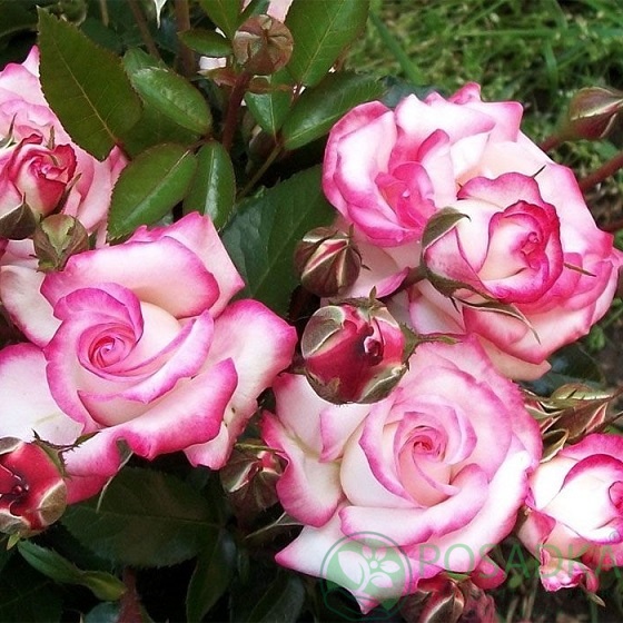 картинка Роза плетистая Хендель 