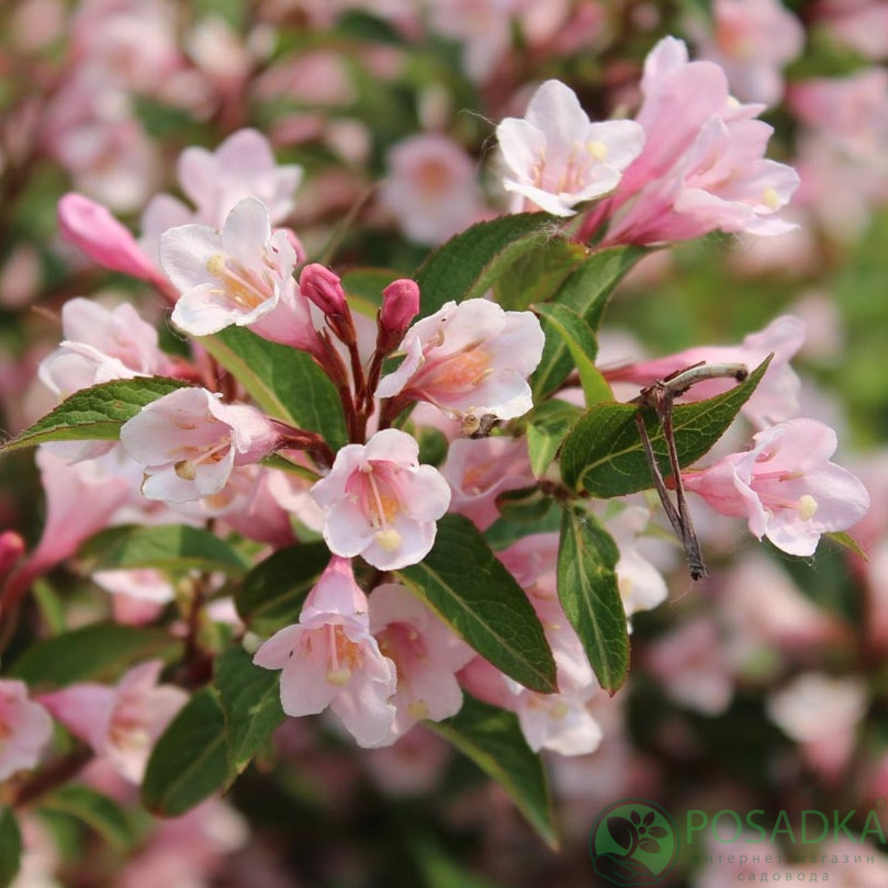 картинка Вейгела Винтажная Любовь (Weigela Vintage Love) 