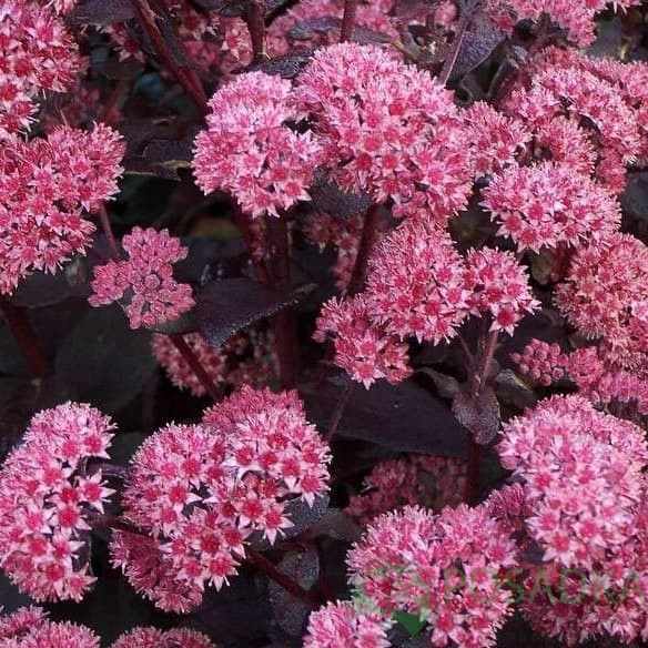 картинка Очиток (седум) видный Jose Aubergine 