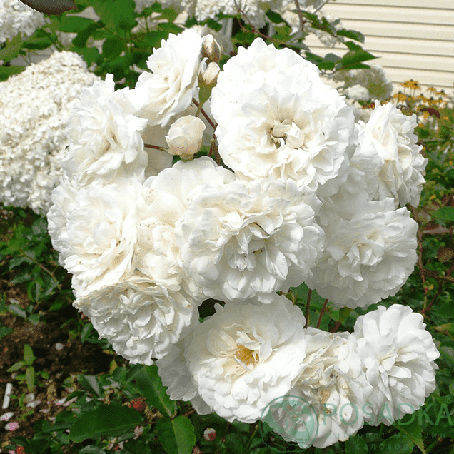 картинка Роза бордюрная Сноу Балет 