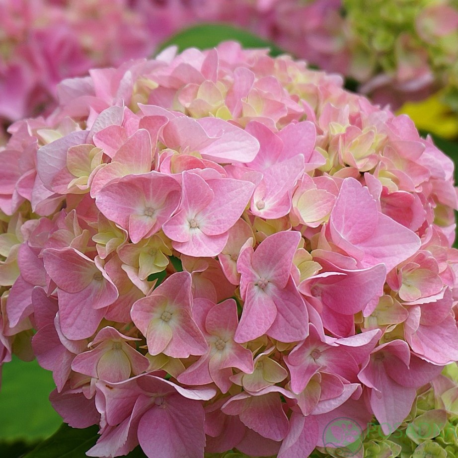 картинка Гортензия крупнолистная Pink Sensation (Пинк Сенсэйшн) 