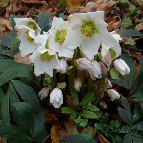 картинка Морозник черный (Helleborus niger) 