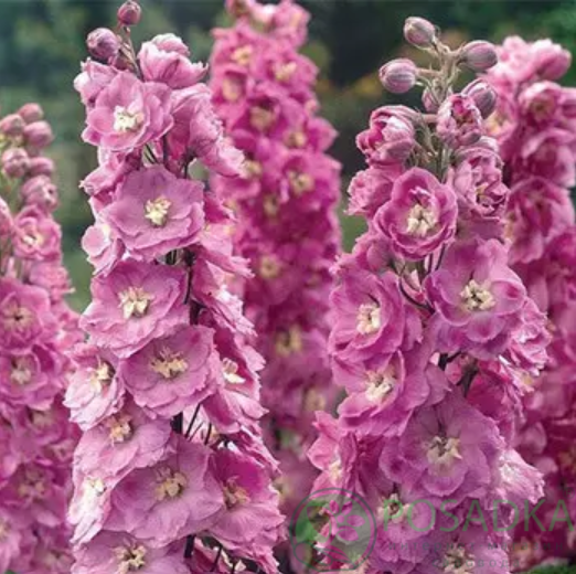 картинка Дельфиниум Magic Fountains Lilac Pink White Bee 