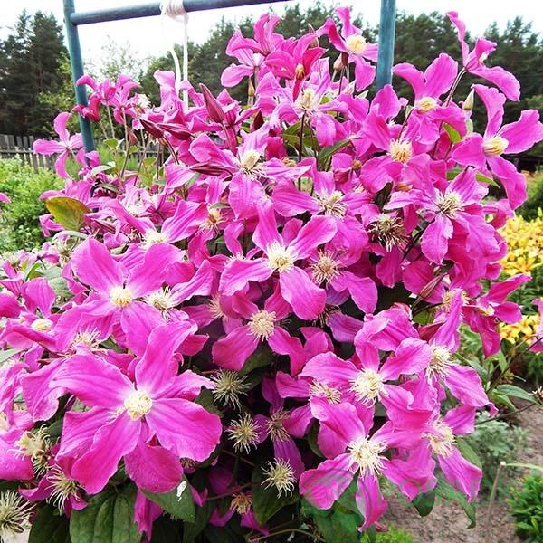 картинка Клематис Inspiration (Zoin) 