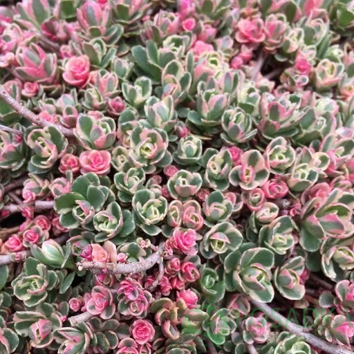 картинка Очиток Триколор, Sedum spurium 'Tricolor' 