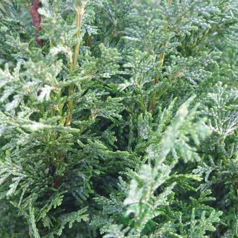 картинка Кипарисовик Лавсона White Spot 