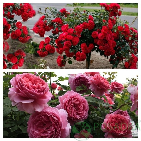 картинка Роза штамбовая (Принцесс Александра оф Кент, Линкольн) 