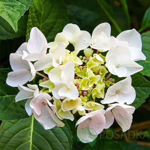 картинка Гортензия крупнолистовая White Spirit (Вайт Спирит) 