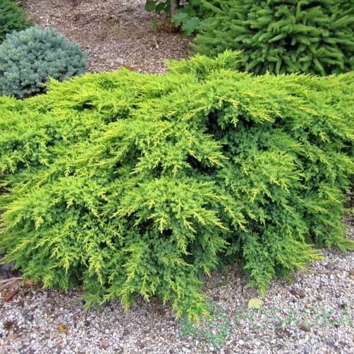 картинка Можжевельник средний Пфитцериана Компакта С2  картинка Можжевельник средний Пфитцериана Компакта С2