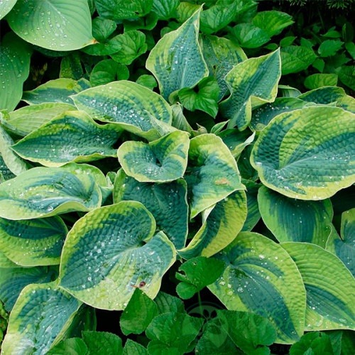 картинка Хоста Tokudama Flavocircinalis 