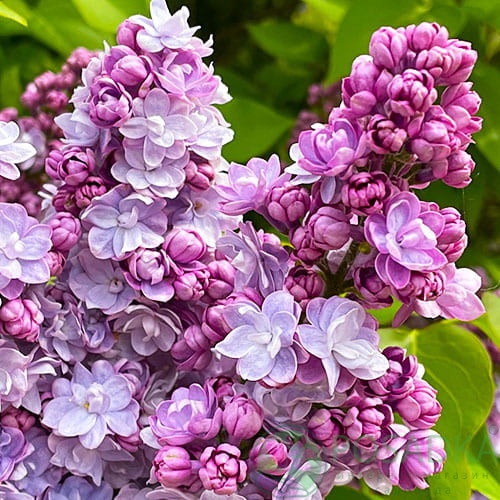 картинка Сирень обыкновенная Бель де Нанси 