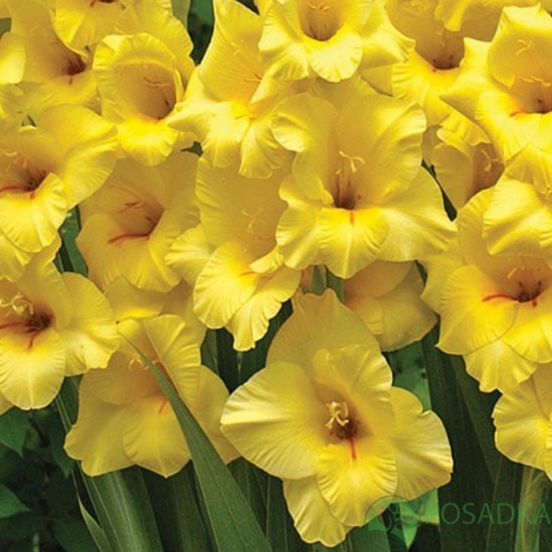 картинка Гладиолус Bananarama 