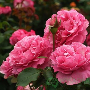 картинка Роза чайно-гибридная Ив Пьяже (Yves Piaget) 