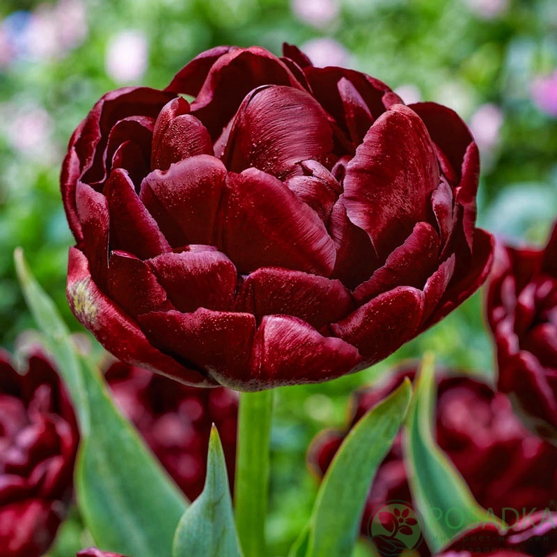 картинка Тюльпан Roadstar (3 шт) р9 