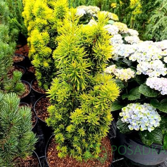 картинка Тис ягодный Давид С5 