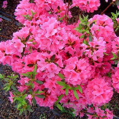 картинка Азалия японская Geisha Rosa 