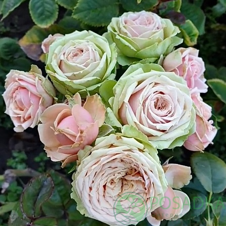 картинка Роза флорибунда Эден Романтика 