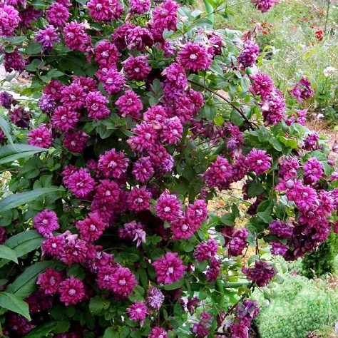 картинка Клематис Purpurea plena elegans 