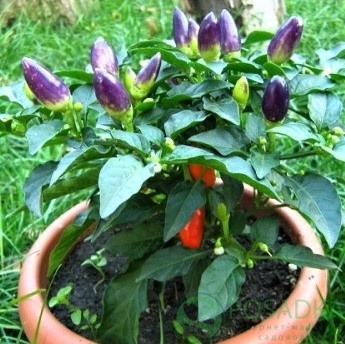 картинка Семена Перец декоративный Пурпурная Жемчужина, 5 шт, Seedera 