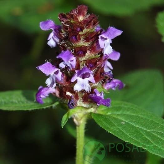 картинка Черноголовка обыкновенная 