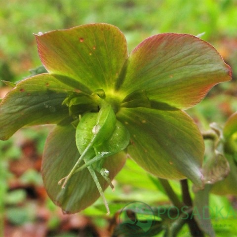 картинка Морозник краснеющий (Helleborus purpurascens) 