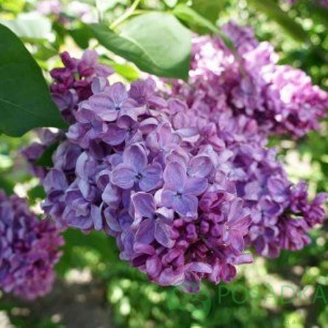 картинка Сирень Космос 